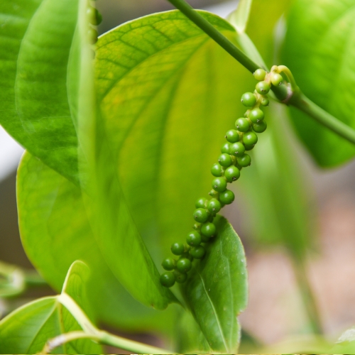 Pitunia seedlings in plastic flower pots from above