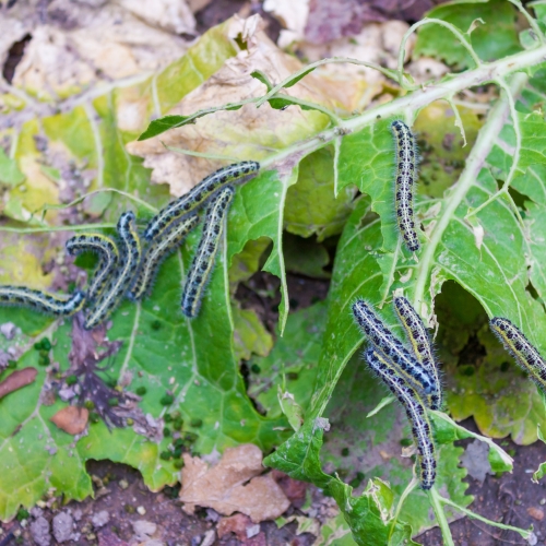 Pitunia seedlings in plastic flower pots from above