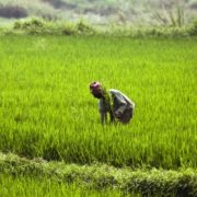 Pitunia seedlings in plastic flower pots from above