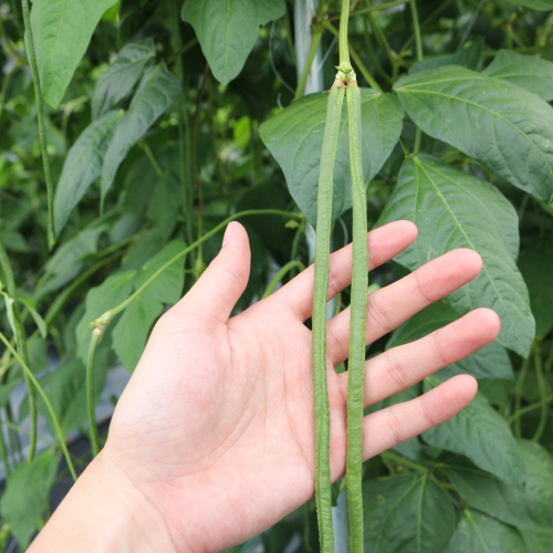 Pitunia seedlings in plastic flower pots from above