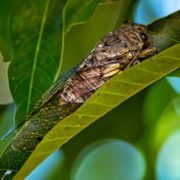 Pitunia seedlings in plastic flower pots from above