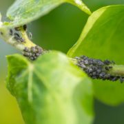 Pitunia seedlings in plastic flower pots from above