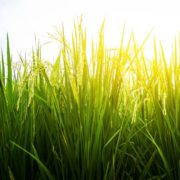 Pitunia seedlings in plastic flower pots from above