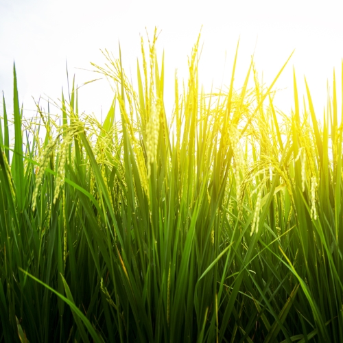 Pitunia seedlings in plastic flower pots from above