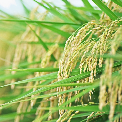 Pitunia seedlings in plastic flower pots from above