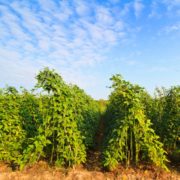 Pitunia seedlings in plastic flower pots from above