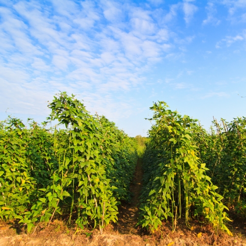 Pitunia seedlings in plastic flower pots from above