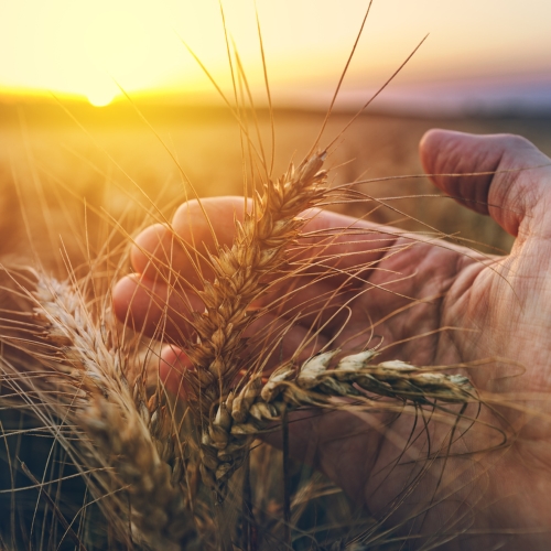 Pitunia seedlings in plastic flower pots from above