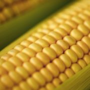 Pitunia seedlings in plastic flower pots from above