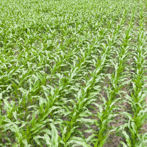 Pitunia seedlings in plastic flower pots from above