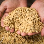 Pitunia seedlings in plastic flower pots from above