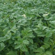 Green potato filed with blossom plants