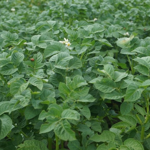 Green potato filed with blossom plants
