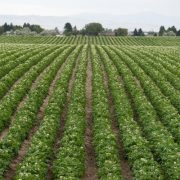 Rows and rows of Potato Plants grow in Idaho Agricultural Farms