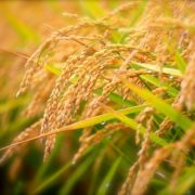 Pitunia seedlings in plastic flower pots from above