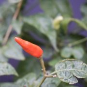 Pitunia seedlings in plastic flower pots from above