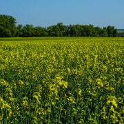 Pitunia seedlings in plastic flower pots from above